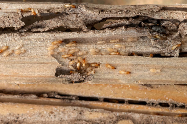 Best Termite Control Services  in Avondale Estates, GA